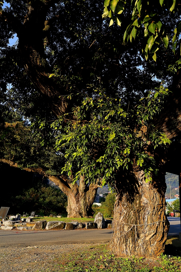 두모리 보호수 느티나무와 버드나무